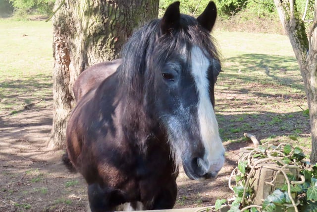David Hodgkinson was in the right place at the right time to snap this charming shot of Ruby at Eastwood.