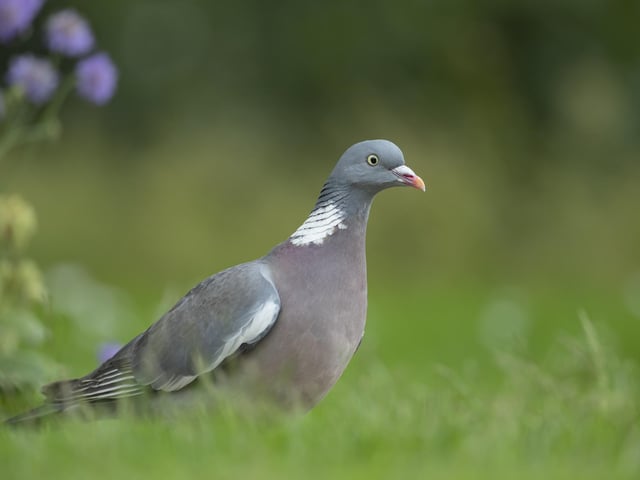 A wood pigeon. Photo: Kevin Sawford