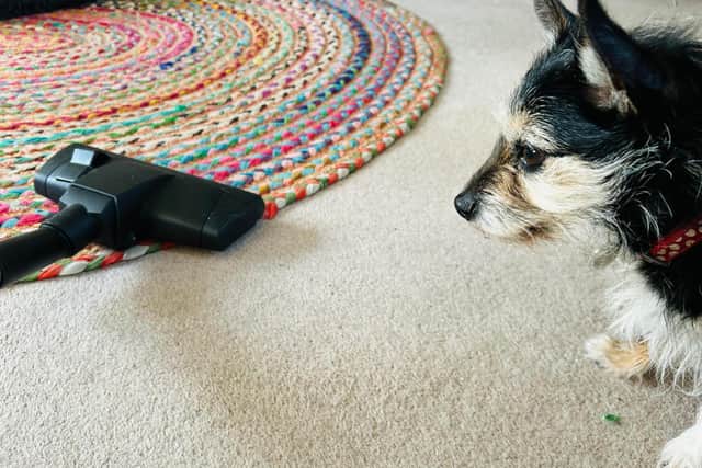Many dogs are afraid of the vacuum cleaner - Animal News Agency