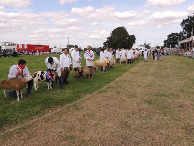 Livestock parade in the main ring.