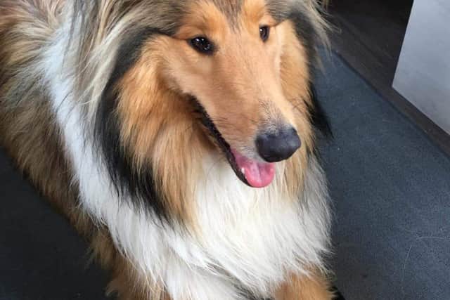 Sage the dog was found near Donna Nook.
