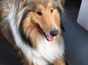 Sage the dog was found near Donna Nook.