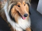 Sage the dog was found near Donna Nook.