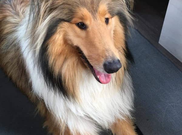 Sage the dog was found near Donna Nook.