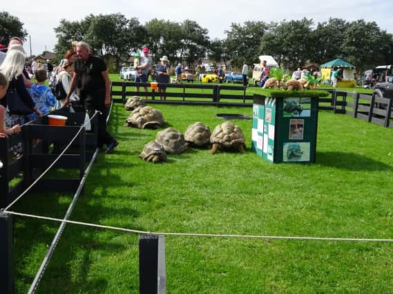 The giant tortoises at the Furlongs Festival.