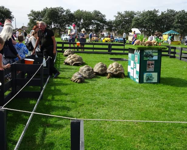 The giant tortoises at the Furlongs Festival.
