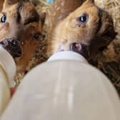 Orphaned muntjac fawns Pipkin and Bronti feeding.