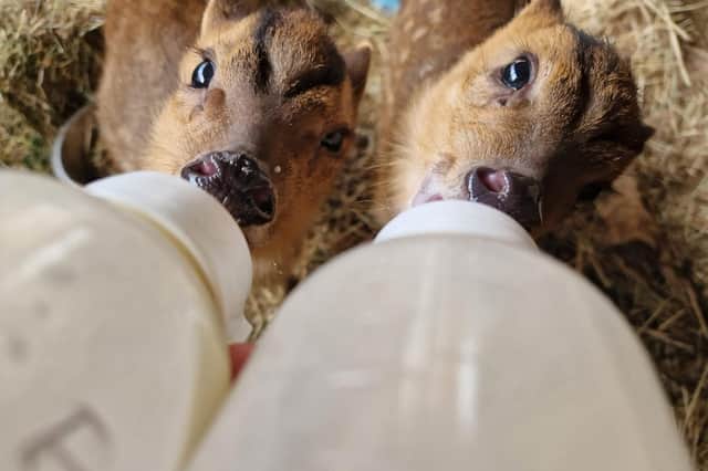 Orphaned muntjac fawns Pipkin and Bronti feeding.
