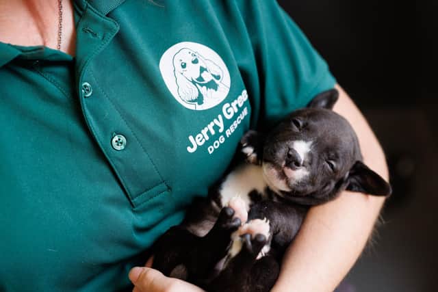 Jerry Green Dog Rescue exist to find safe, loving homes for dogs and to support people to give their dogs as good a life as possible.