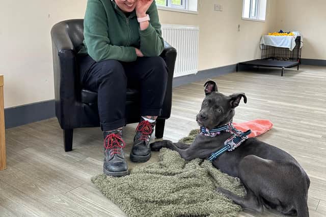 Jerry Green Dog Rescue renews urgent Christmas appeal as rising need ...