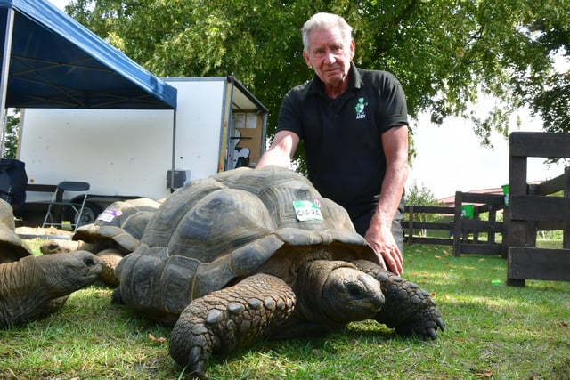Andy Morris with one of his Aldabra Giant Tortoises.