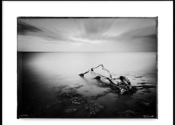 Steve Thornton's 'The Sunbather', depicting an old tree washed up on Donna Nook shoreline.