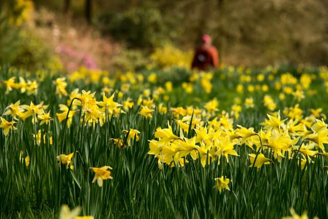 Daffodil (Narcissus) meadow with visitor in the distance. ©National Trust Images/Susan Guy