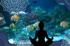 New yoga classes are starting at Skegness Aquarium.