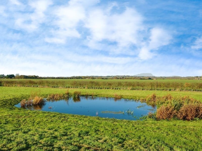 A closer look at the pond.