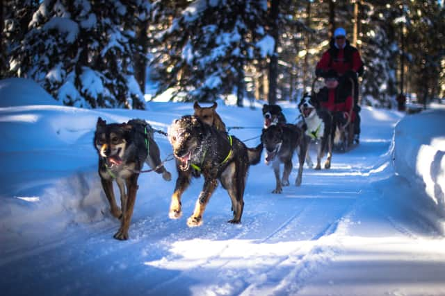 The husky sled ride is exciting (photo: Ben Trebilcock/Canterbury Travel)