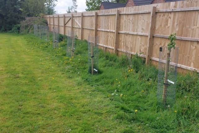 Trees planted at Moulton Seas End Playing Field