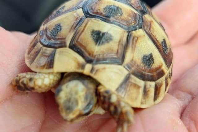 A close-up of Gulliver. Picture: Lincolnshire Police