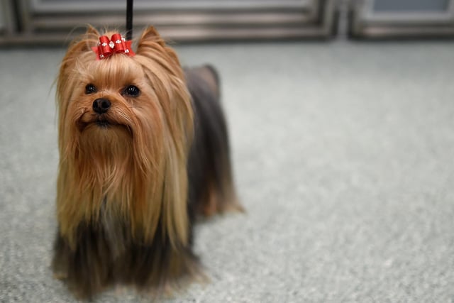 The Yorkshire Terrier is a great starter dog for those who want a little lap dog. This breed is affectionate towards its owner and may even act protective around strangers. The Yorkie has a moderate energy level and only needs basic exercise.