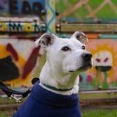 The Hope Project expects to deliver over 2,000 Christmas parcels to dogs and their owners