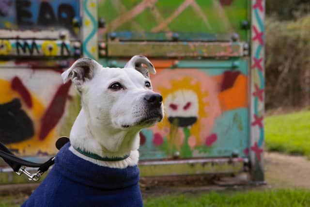 The Hope Project expects to deliver over 2,000 Christmas parcels to dogs and their owners