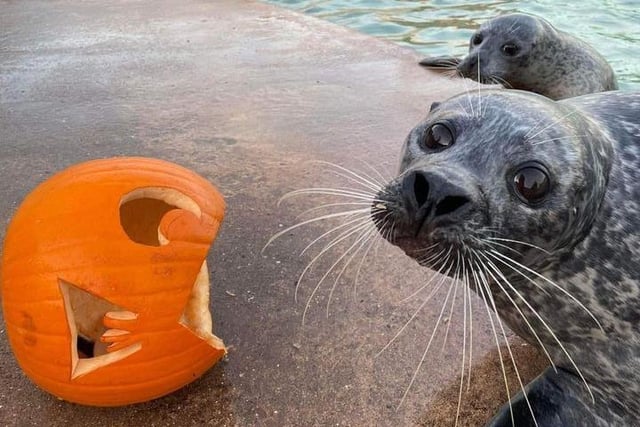Halloween at Skegness Natureland, Watch the seals and animals enjoying some spooky fun at the attraction on North Parade this half-term..