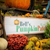 Bell's Pumpkin Patch.