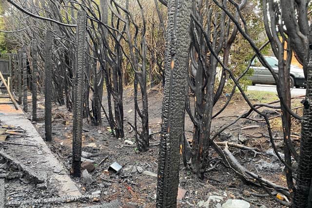 Burnt fence posts and rows of conifer hedging lining the ditch.