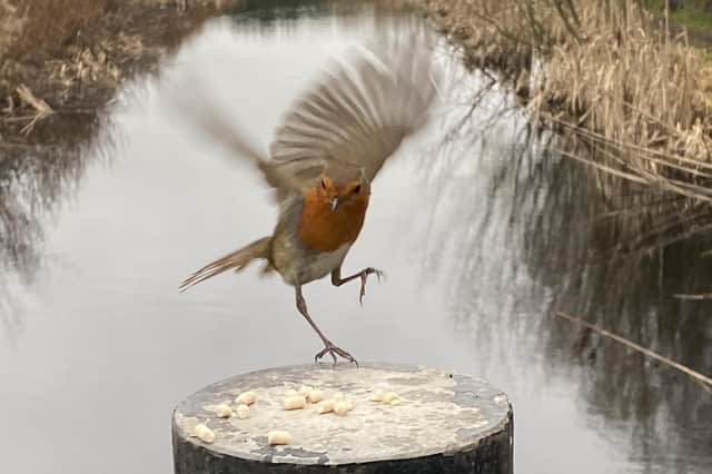 ​David Hodgkinson was in the right place at the right time to snap this shot of a dancing robin in Cossall.