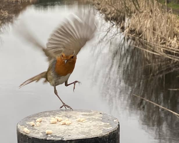 ​David Hodgkinson was in the right place at the right time to snap this shot of a dancing robin in Cossall.