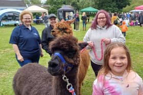 Lara (8) led the way for Walking With Alpacas