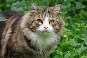 Could you be accidentally attracting cats? Animal News Agency