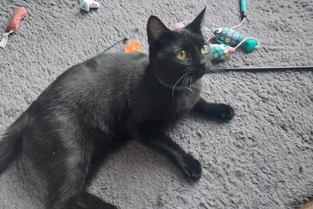 Teddy the cat is missing from the Canal Close area of Louth.