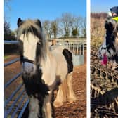 Stig was rescued by Bransby Horses after he was dumped on a landfill site