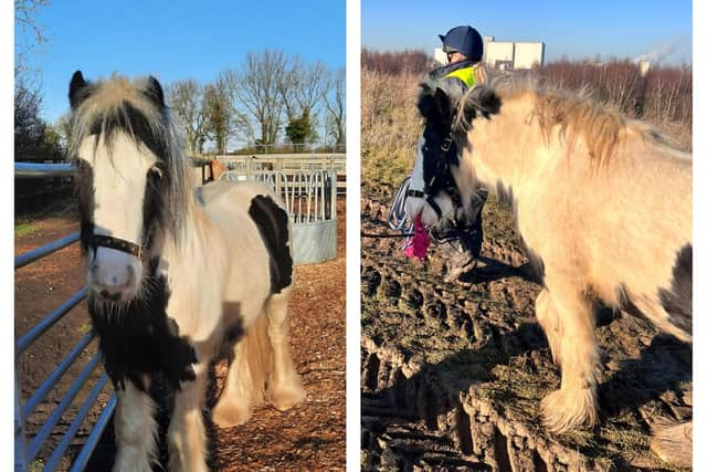 Stig was rescued by Bransby Horses after he was dumped on a landfill site