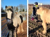 Stig was rescued by Bransby Horses after he was dumped on a landfill site