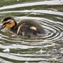 ​A delightful photo from Lynda Blackshaw showing a mallard duckling making a splash at Tickhill Millpond.