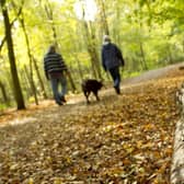 Go on a wild walk for the Lincolnshire Wildlife Trust.