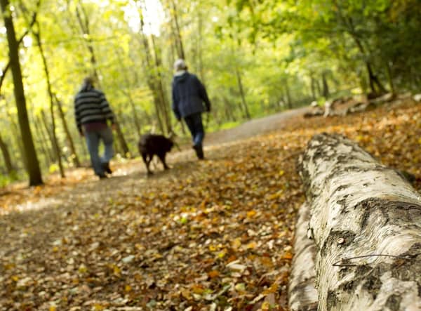 Go on a wild walk for the Lincolnshire Wildlife Trust.