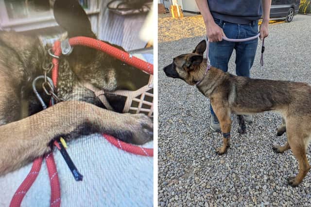 Nala, with the bolt in her leg, and following its removal.