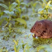 A water vole. Photo: Hugh Clark.