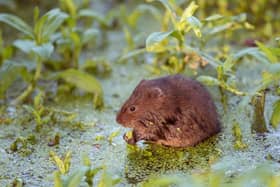 A water vole. Photo: Hugh Clark.