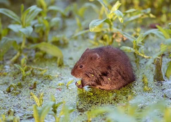 A water vole. Photo: Hugh Clark.