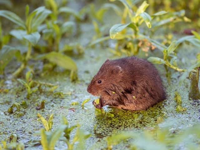 A water vole. Photo: Hugh Clark.
