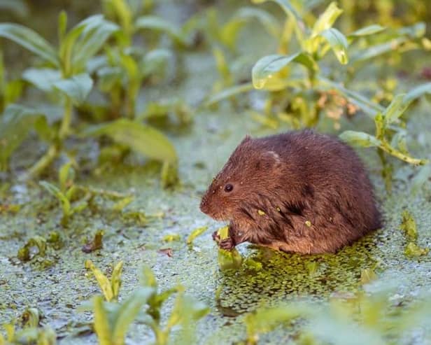 A water vole. Photo: Hugh Clark.
