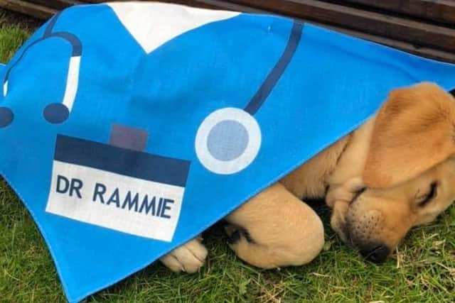 It's tiring work being an NHS therapy dog.