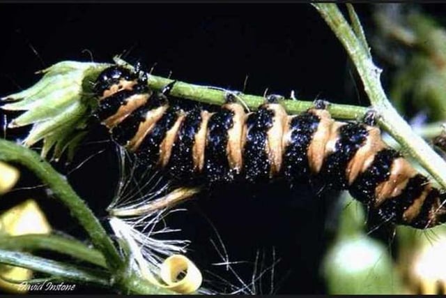 ​Here’s something a little different from David Instone, showing the larvae of a cinnabar moth.