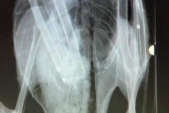 A swan was shot six times