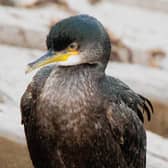 A shag paying a visit to Skegness.