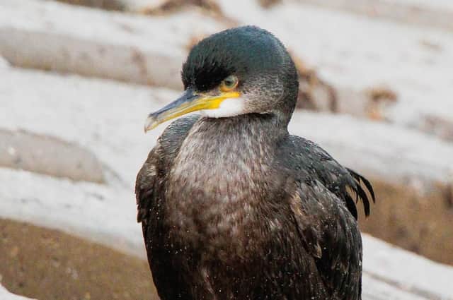 A shag paying a visit to Skegness.
